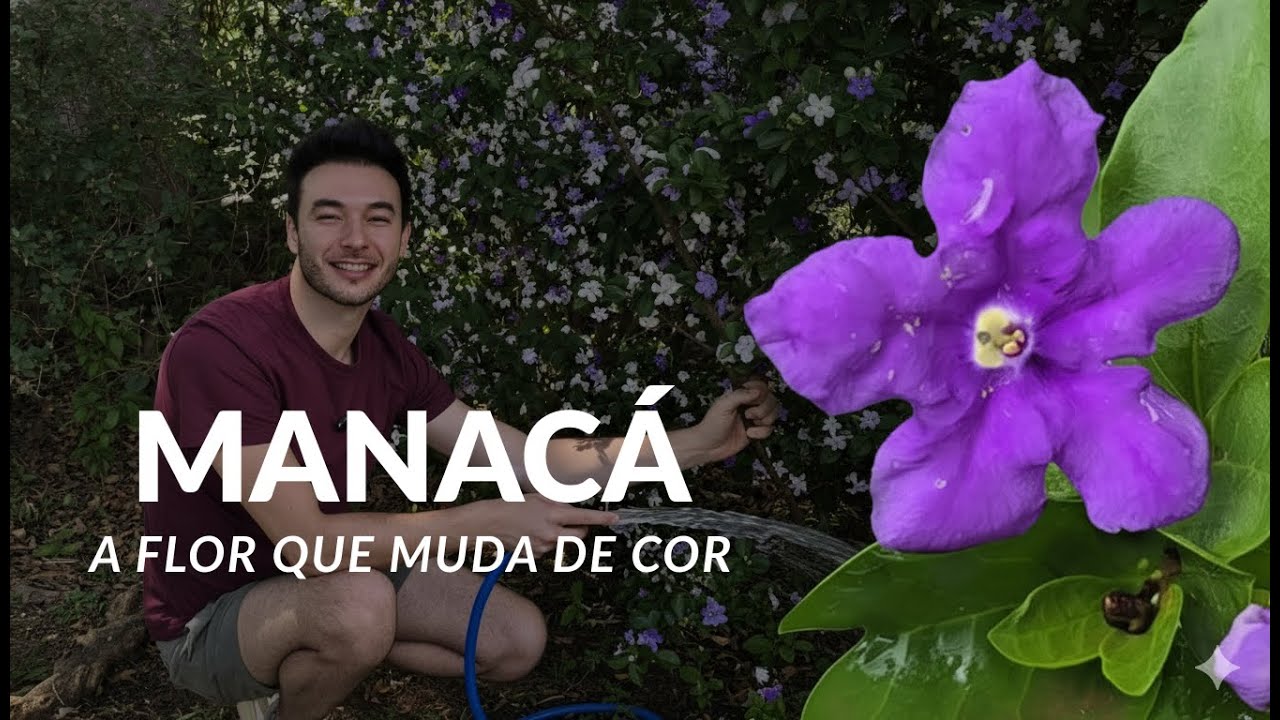 Manaca de cheiro 