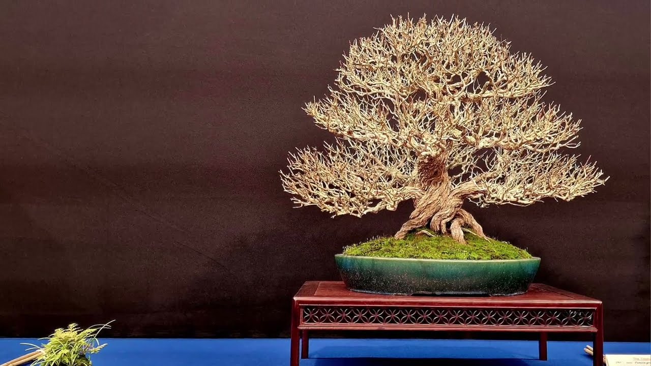 🏆 The Trophy Bonsai Show 2024 Magnificent Trees in 🇧🇪