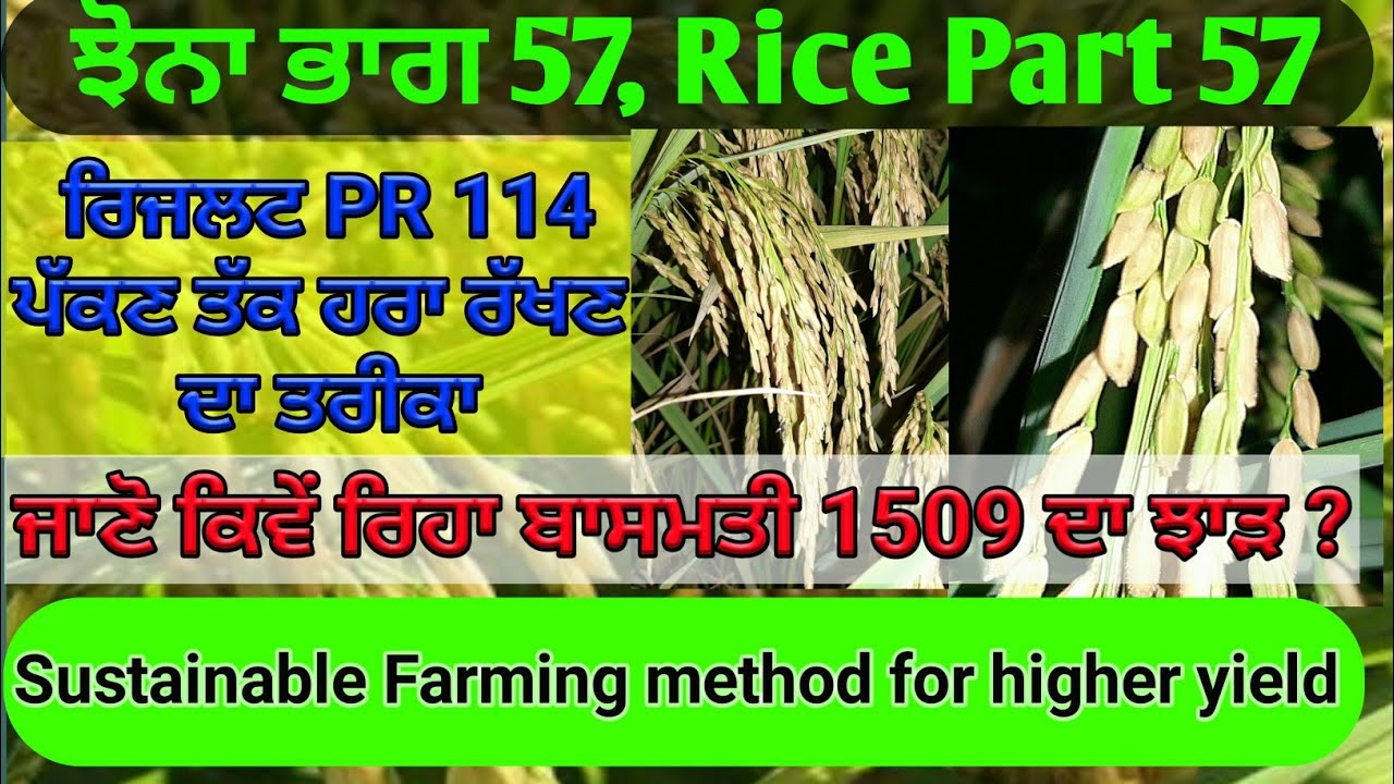 PR 114 crop with Sustainable farming method (ਦੇਖੋ ਪੱਕਣ ਤੱਕ ਹਰਾ ਭਰਾ ਝੋਨਾ)
