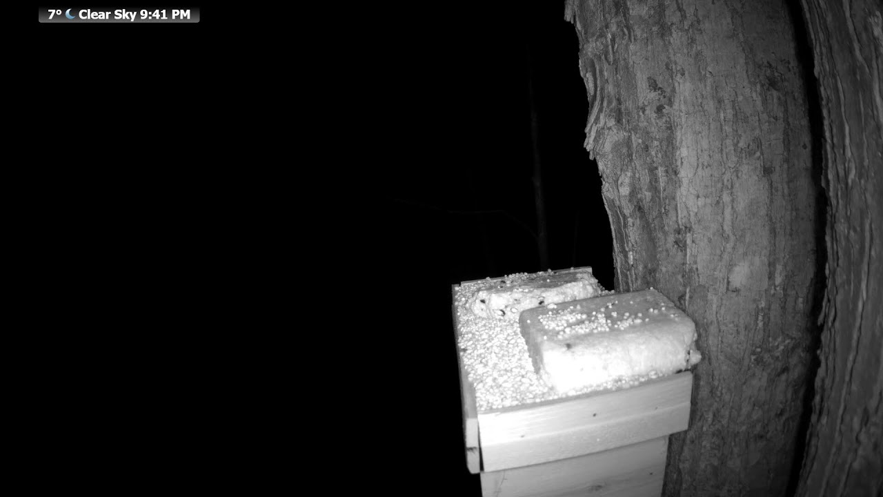 🔴 LIVE Wildlife Feeder | Birds, Squirrels & Forest Animals | Real Northern Wisconsin Nature