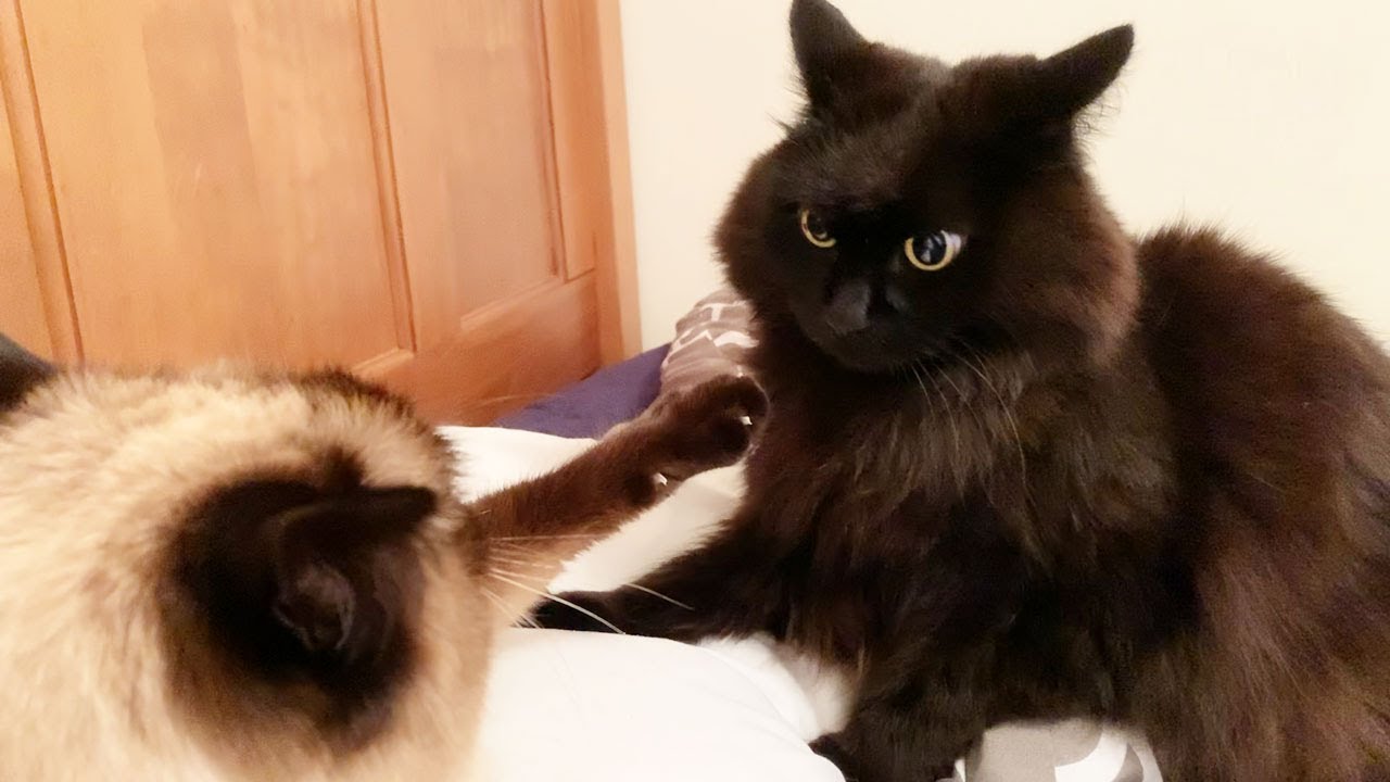 枕を取られてカチンときた猫が乱闘始めようとした結果…！【しゃべる猫】