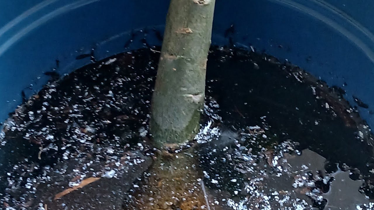 Live Desplante de enxertos com suspeita de Colchonilha #adenium #rosadodeserto #jardim #plantas 