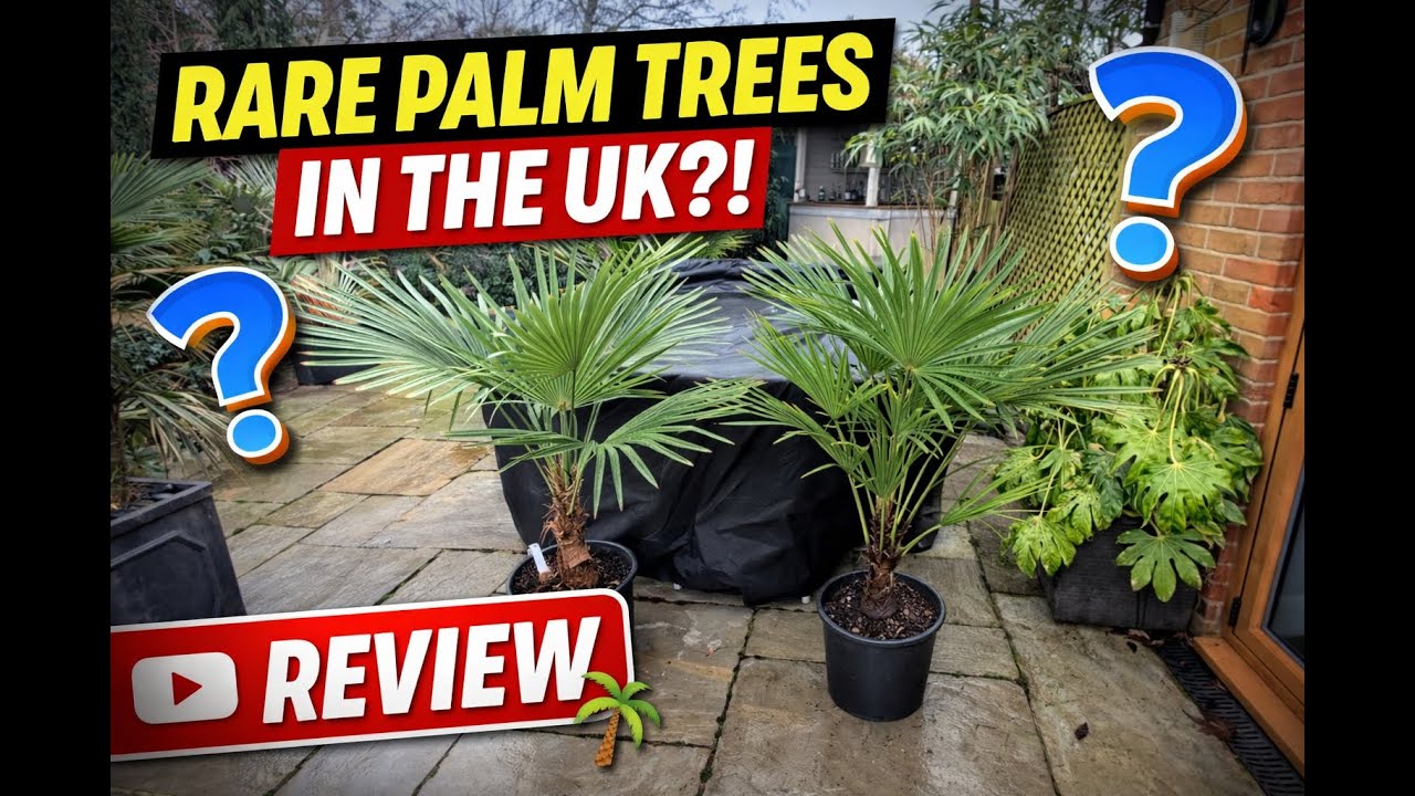2 Rare Trachycarpus Palm Trees Kinla Hill & Winsan. The Palm Grower.com Review