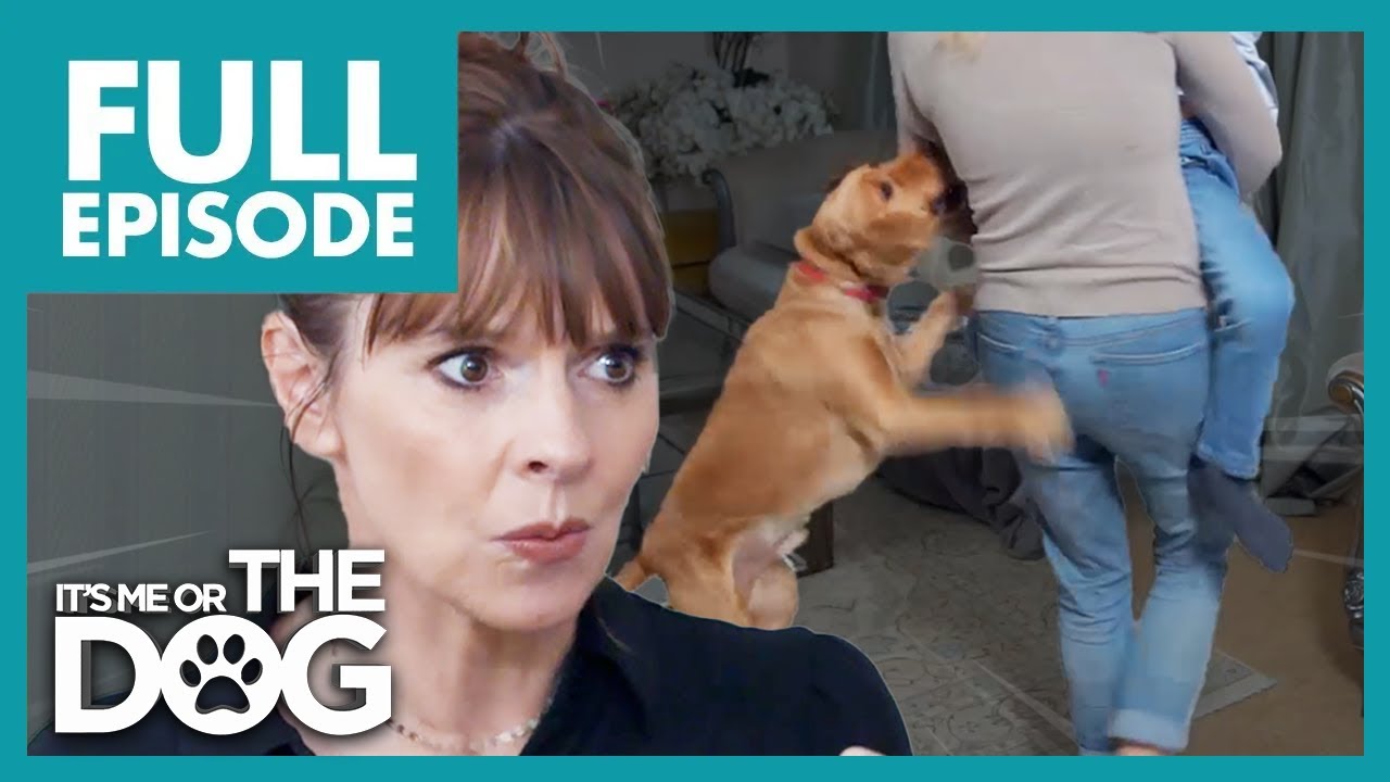 Uncontrollable Cocker Spaniel CLAWS for Attention | Full Episode 207 | It's Me or The Dog