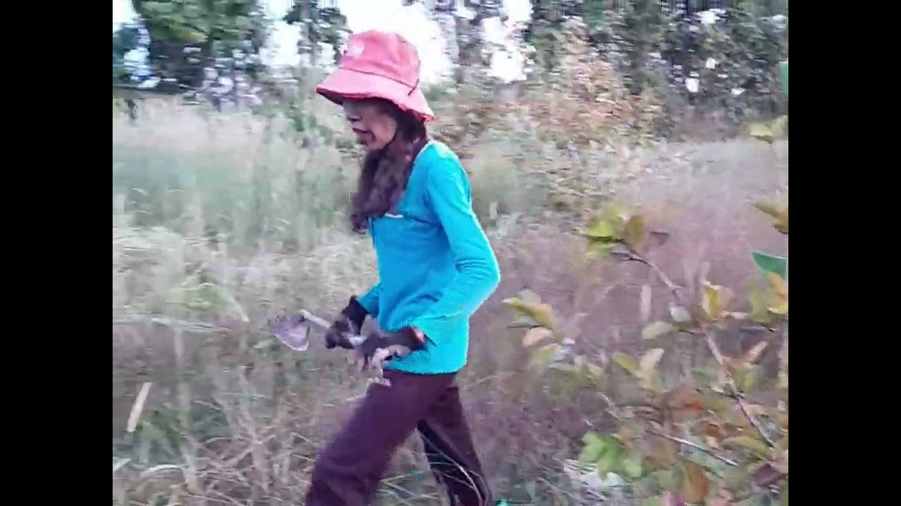 ต้นฝรั่งหงส์เป่าสือ