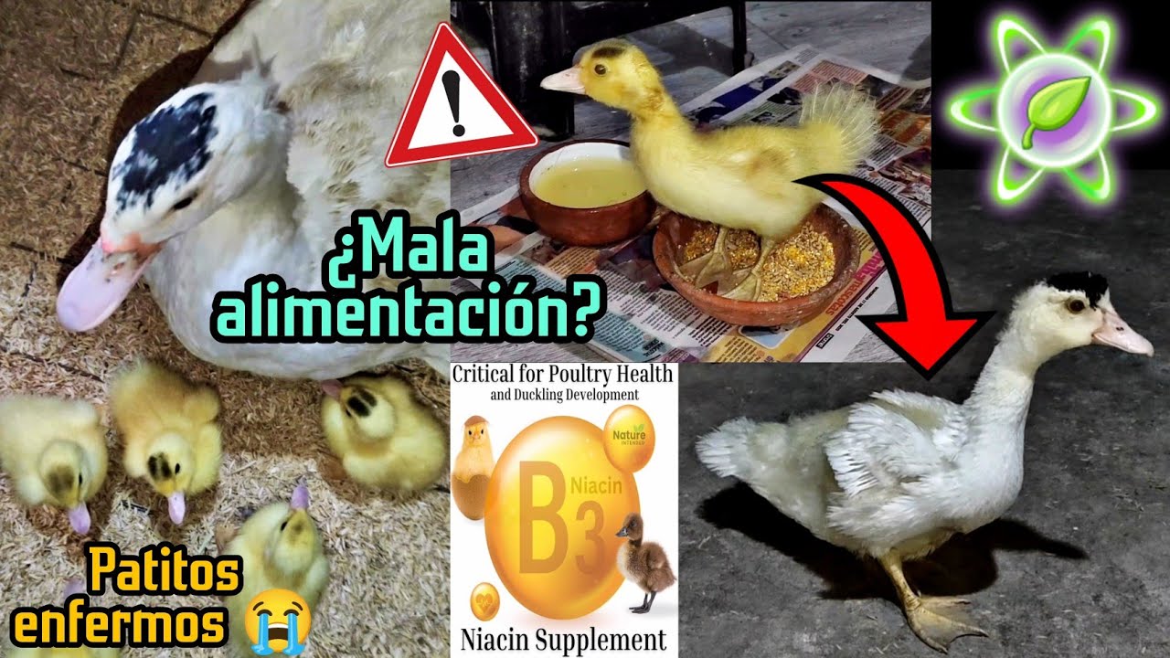 ¡Malas noticias con los patitos 😭! Cuidados con patos bebés 🙏💝