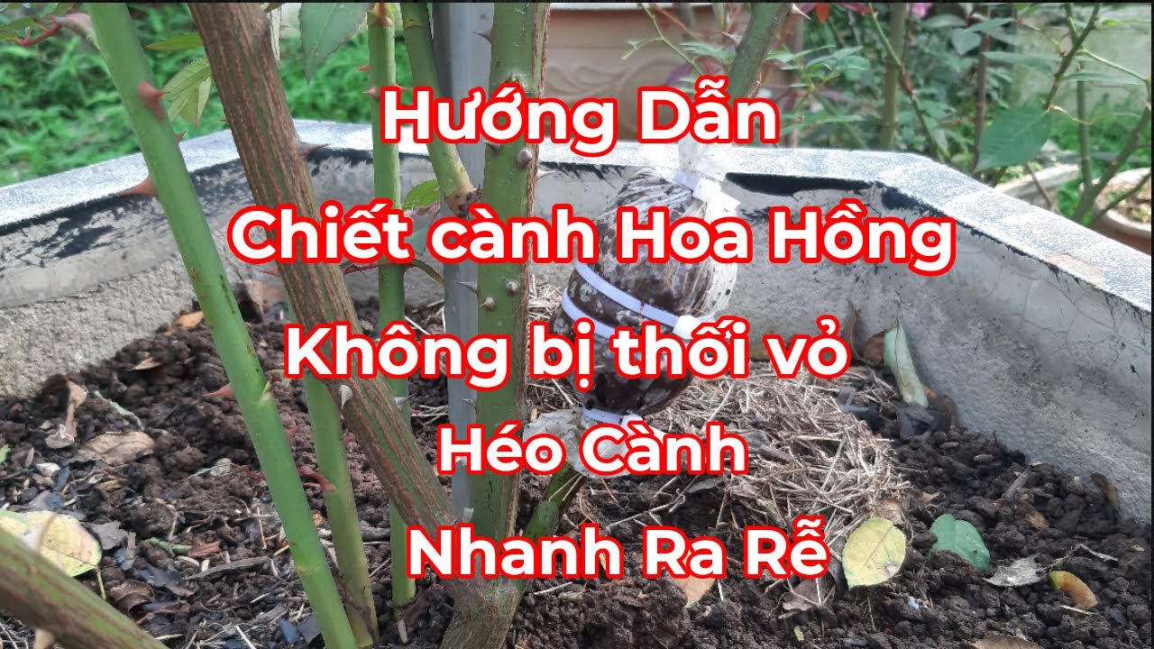 Kĩ thuật Chiết cành Hoa Hồng thành công 100% | Rooting Rose Branches Fast