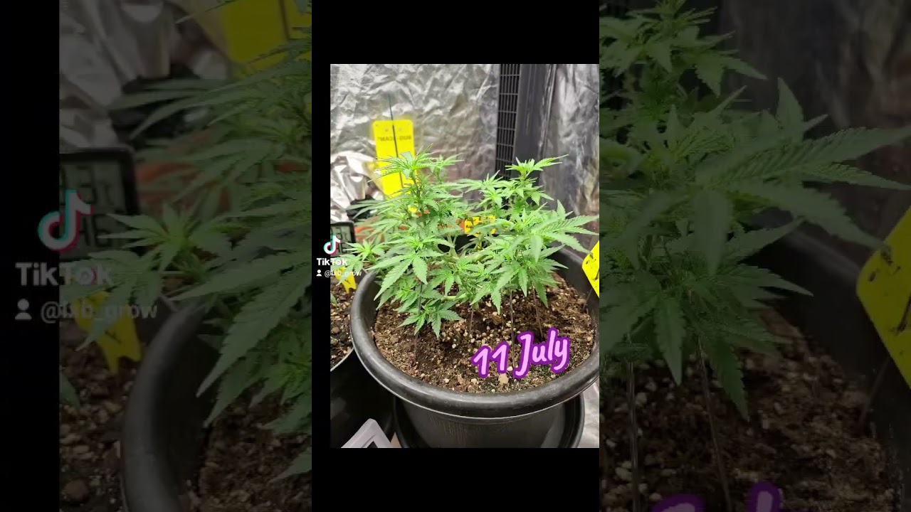 #SourRipper #BioBizz_All-Mix #FeedingBiogrow #FeedingBiobloom #2024grow