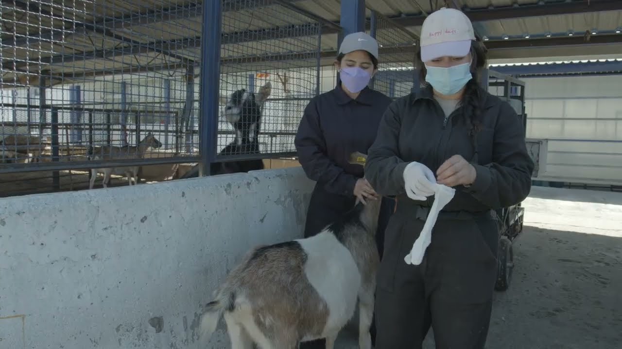 Detección de mastitis en cabras