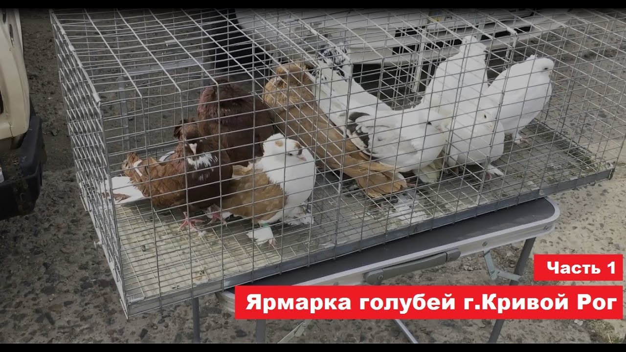 Ярмарка голубей и декоративных птиц г. Кривой Рог 29.03.2025 Часть 1