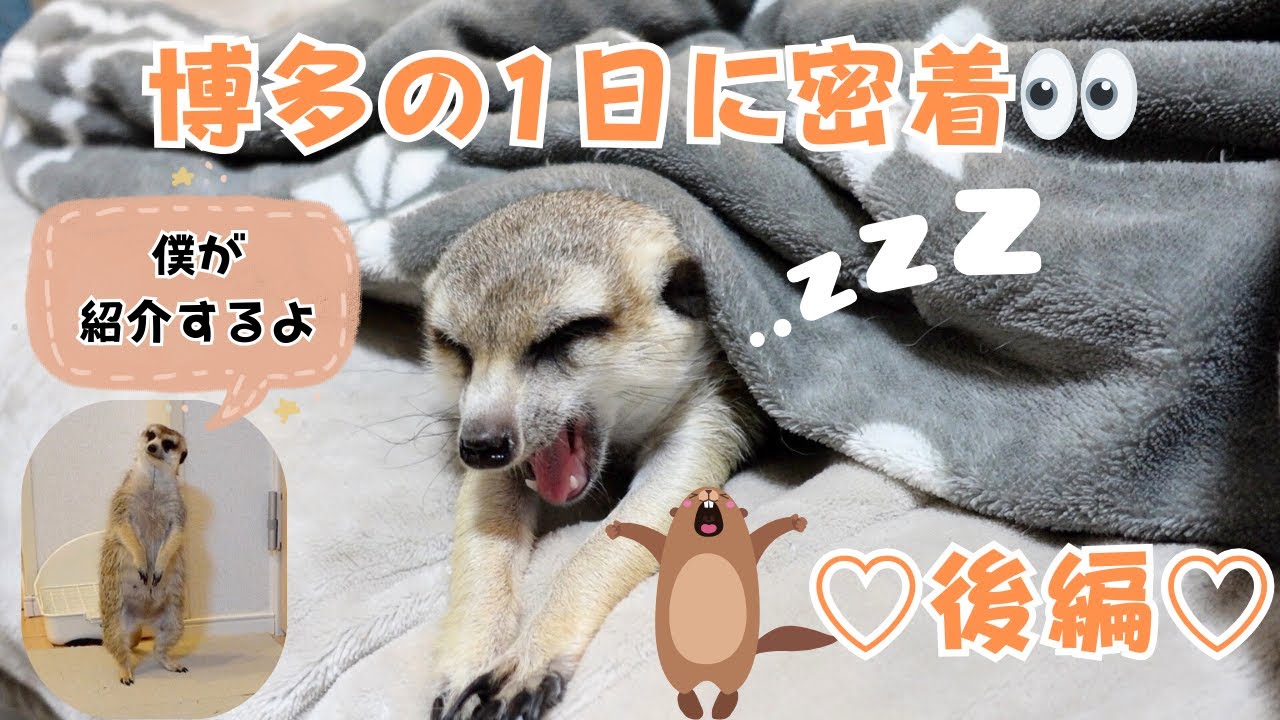 ミーアキャットの博多の1日に密着⛄️冬バージョン⛄️〜後編〜
