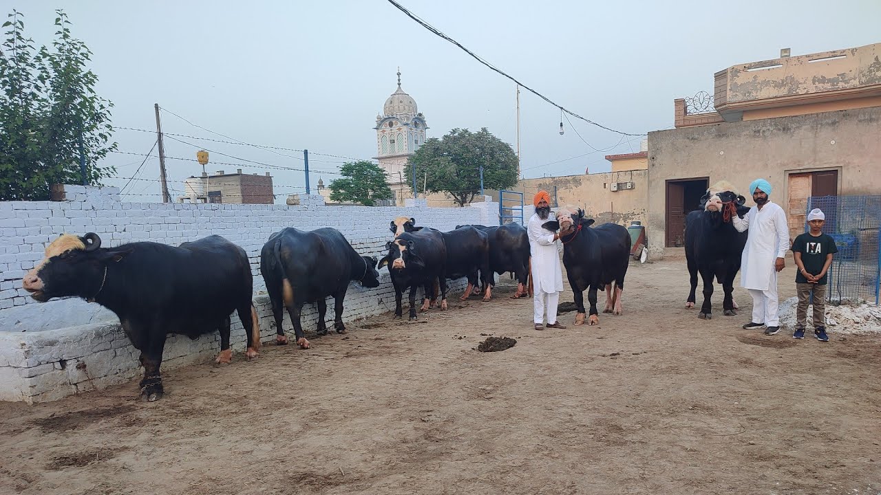 Top class Breeder in Neeli Ravi, ਮੱਲ ਫਾਰਮ ਦੁਲਚੀ ਕੇ, ਚੋਟੀ ਦੇ ਬਰੀਡਰ ਨੀਲੀ ਰਾਵੀ ਨਸਲ ਦੇ