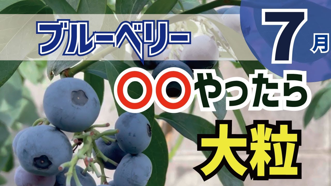 ブルーベリー栽培　夏　初心者でも簡単！大粒ブルーベリーにする摘果作業　やっぱり大きくなるんです。収穫するのが楽しくなりますよ!　BLUEBERRY　4K