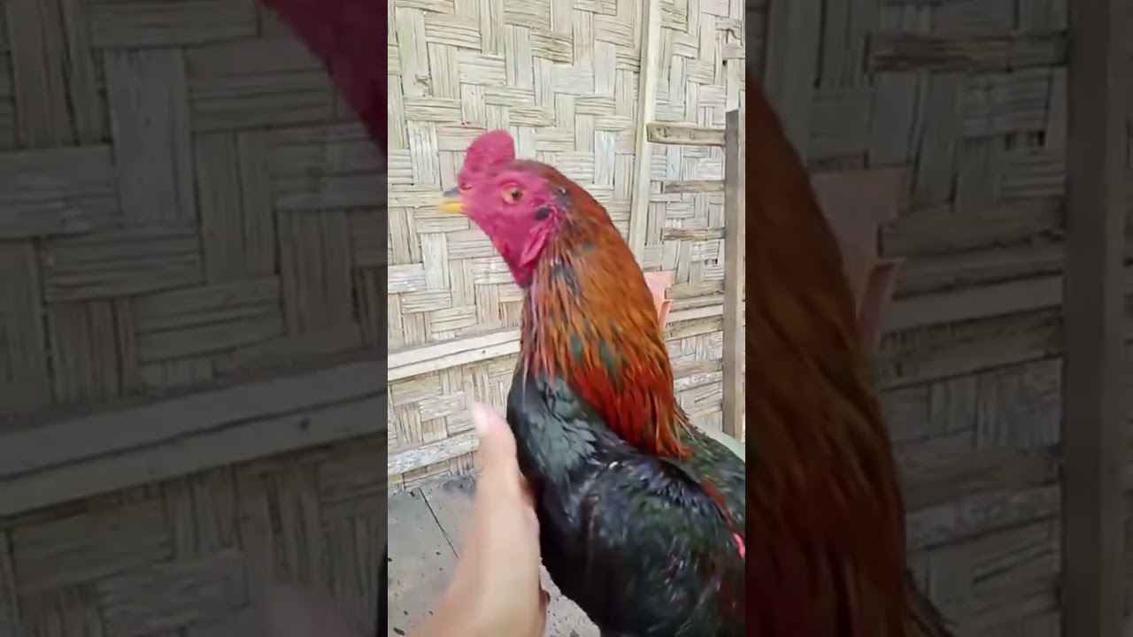 AYAM KAMPUNG SUPER #ayam #ayambangkokindonesia #ayammangon