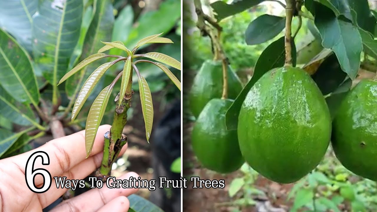 6 Ways to grafting your fruit trees ( Jackfruit, citrus, mango, avocado )
