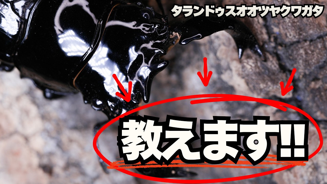 絶対に幼虫を取りたい方に捧ぐ!!タランドゥスの産卵のポイント解説。割出しと産卵セットの映像。