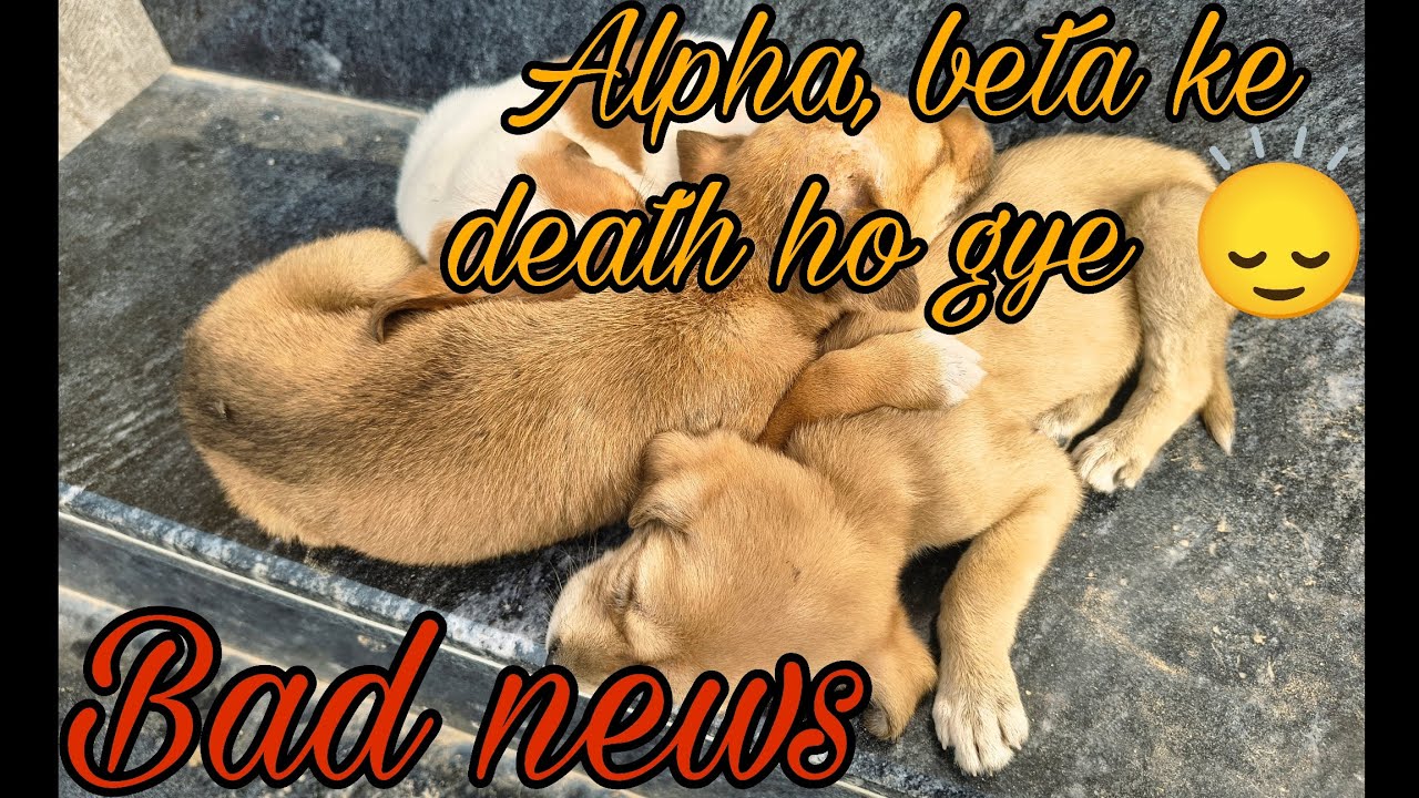 Ajj apne alpha or beta ke death ho gye 🙂‍↕️😭.12/02/2026