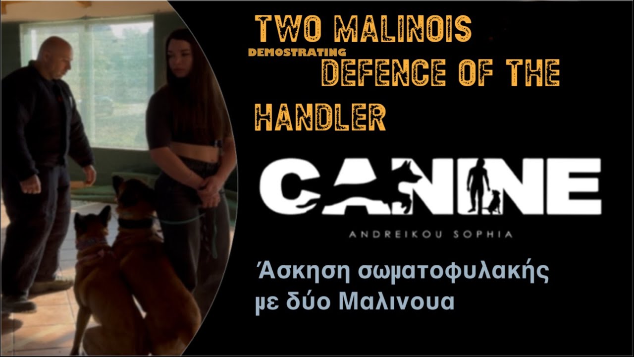 Two Malinois demostrating defence of the handler | Mondioring dogs