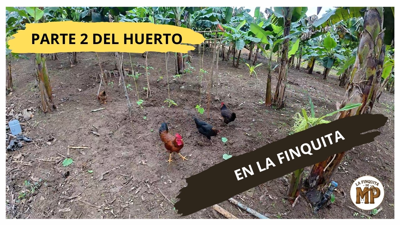 Segunda Parte Preparando el Huerto de La Finquita