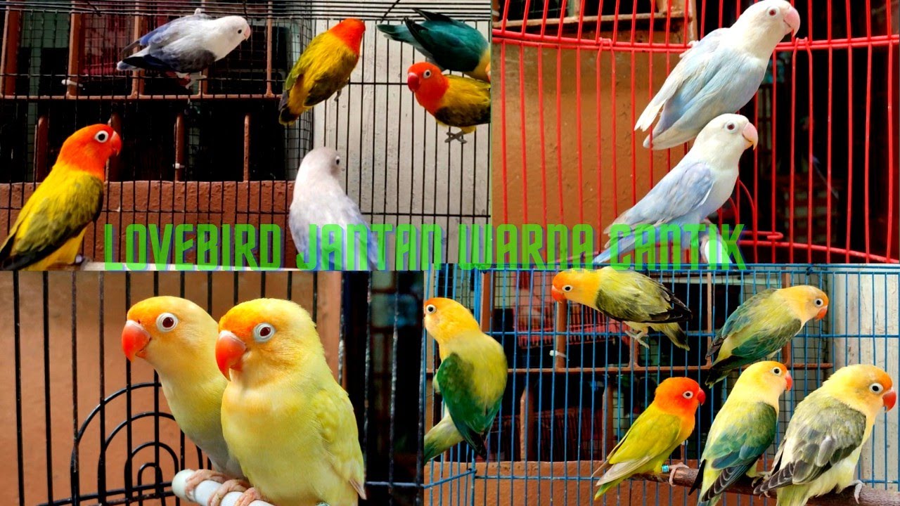 lovebird jantan biola mata merah ambyarr, ready pasangan siap ternak. trotol murai jantan dibungkus