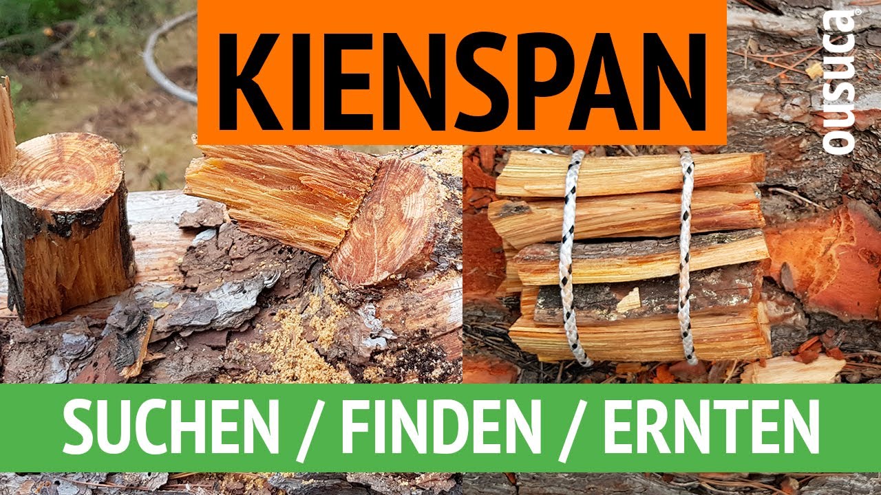KIENSPAN: SUCHEN / FINDEN / ERNTEN (am Astaustritt von Kiefern)