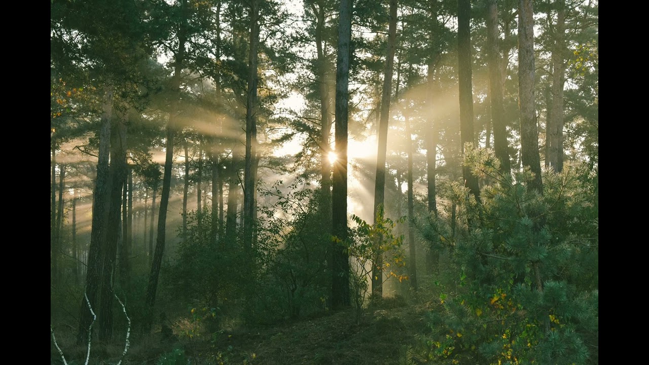 Peaceful forest with relaxing piano and birds chirping for sleep,study,or relaxing￼