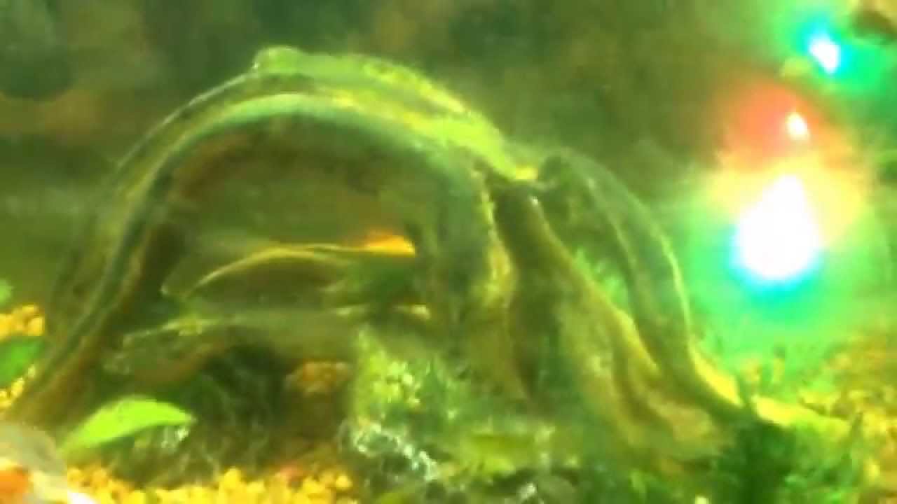 My fish video of the dat