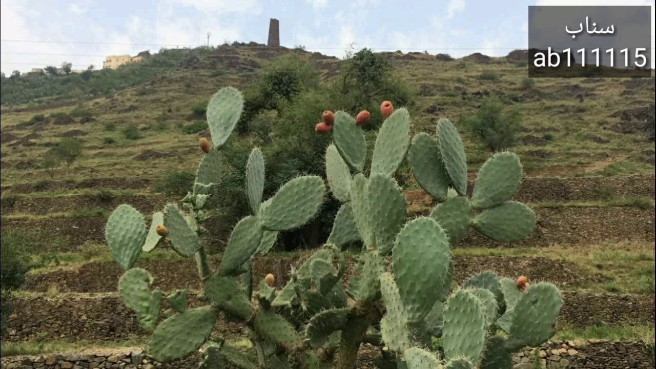 وادي صدر حسوة من أجمل أودية السعودية رجال المع عسير