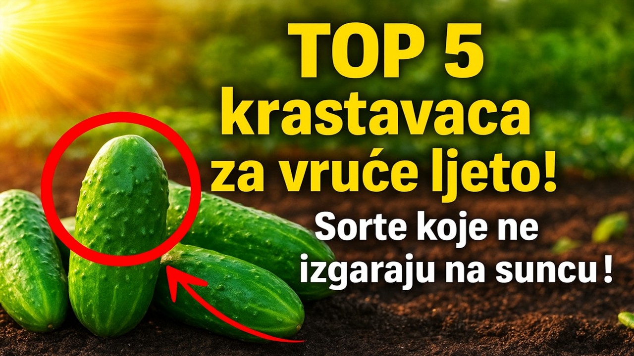 TOP 5 krastavaca za vruće ljeto: Sorte koje se ne boje sunca!