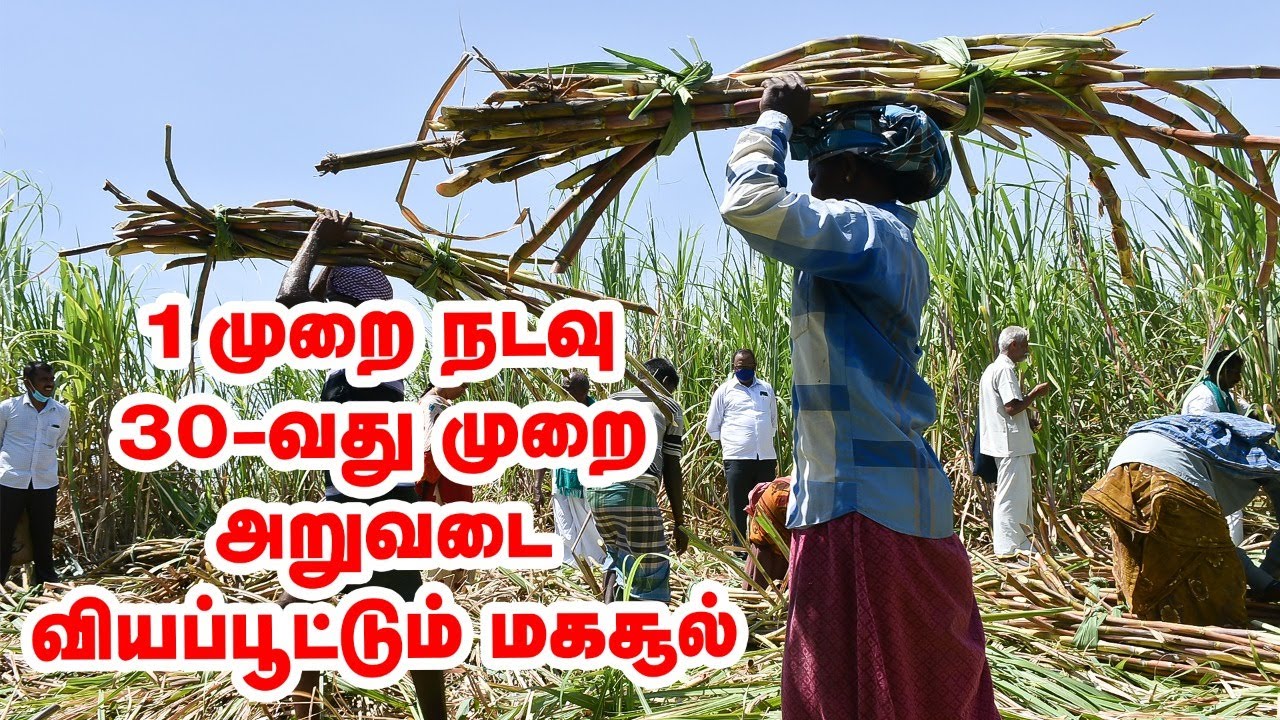1 முறை நட்டு 100 முறைகூட கரும்பு அறுவடை செய்யாலாம்! - ஆச்சர்யமூட்டும் விவசாயி