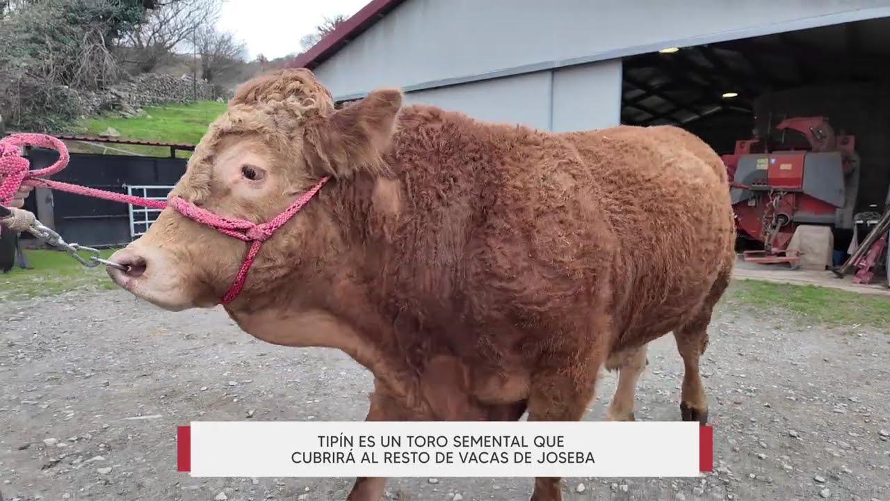 NAVARRA HOY: Tip&iacute;n, el toro semental que vive en Arantza a papo de rey #navarra