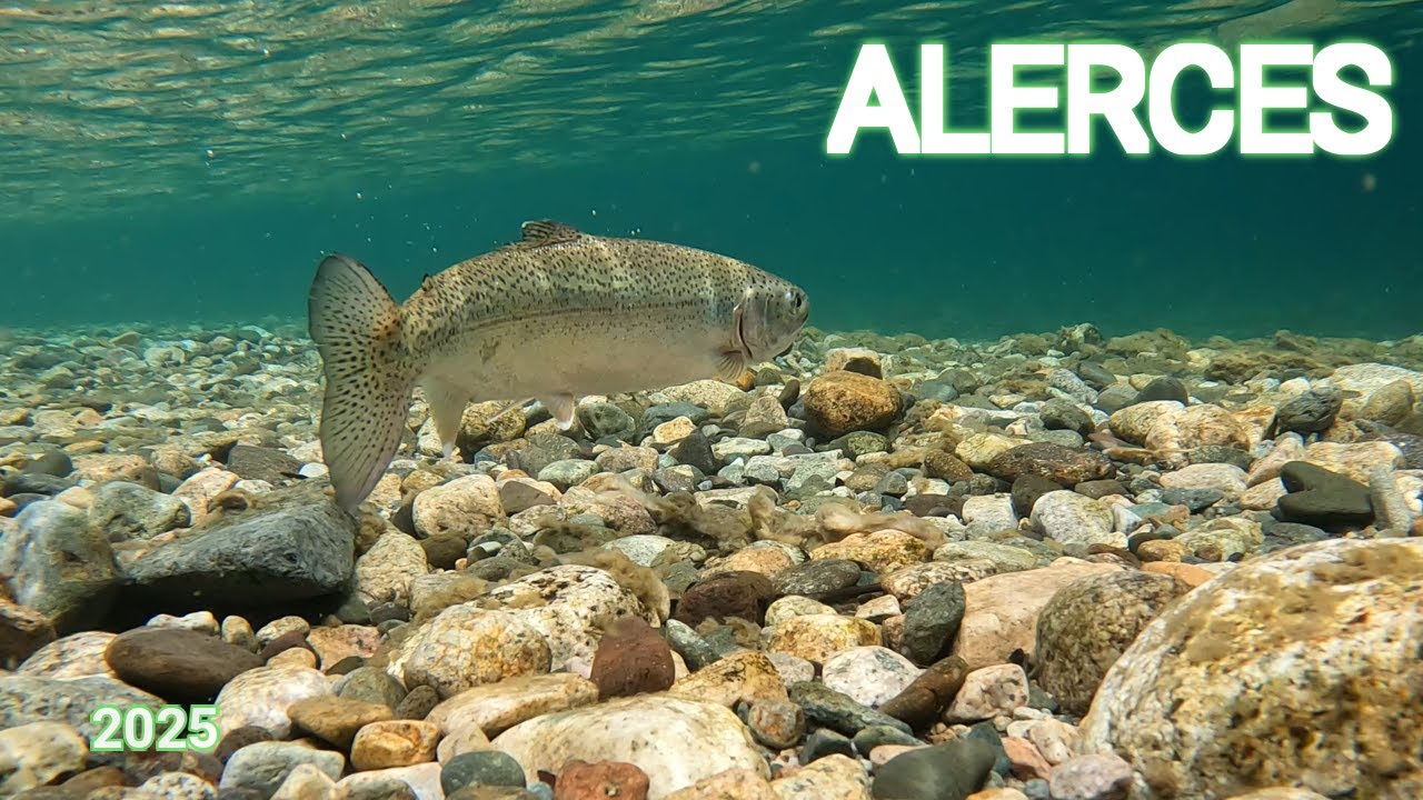 PESCA CON MOSCA EN PARQUE NACIONAL LOS ALERCES