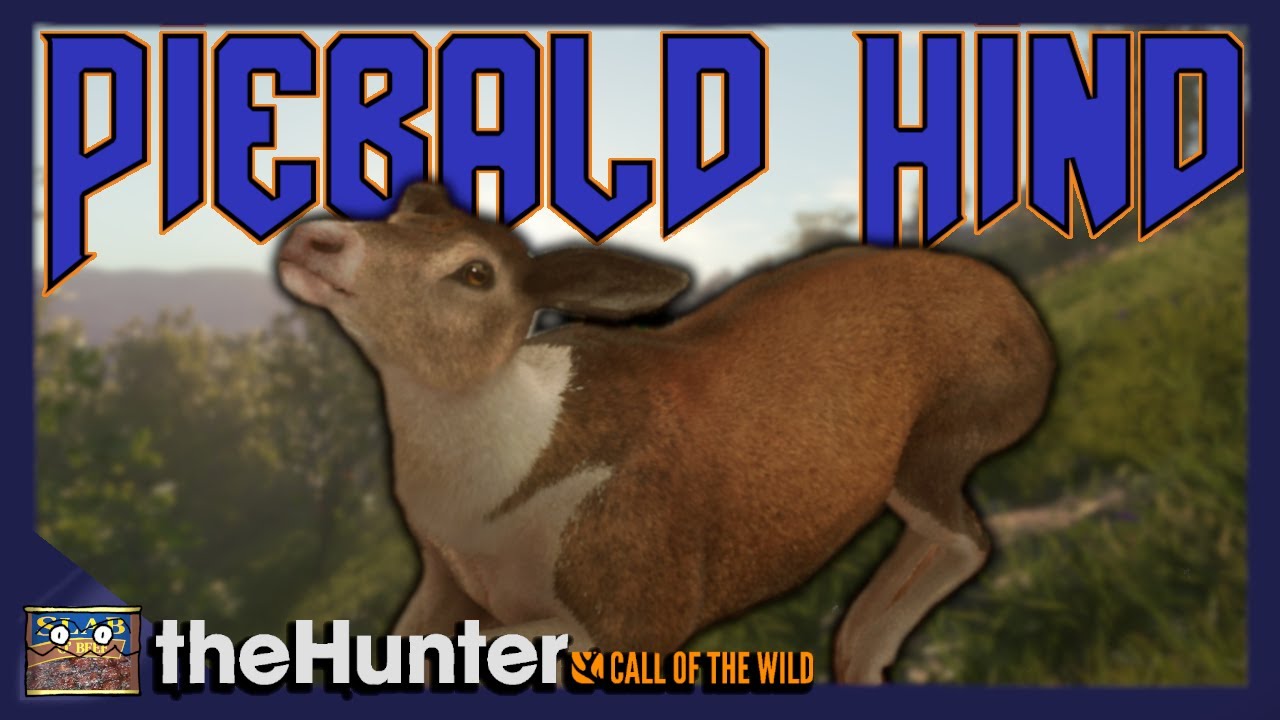 PIEBALD RED DEER Hind on a Torr Nan Sithean Hunt! | theHunter: Call of the Wild