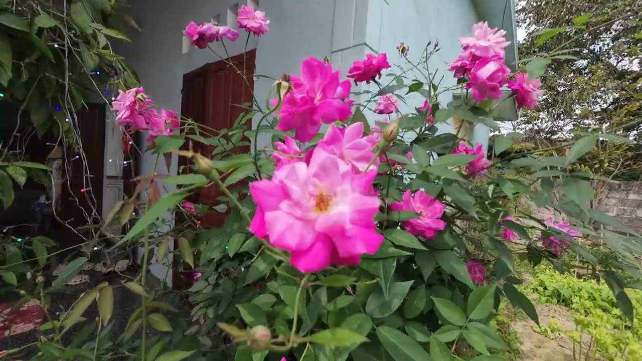 Tết Bính Ngọ 2026 - Trưa 29AL 