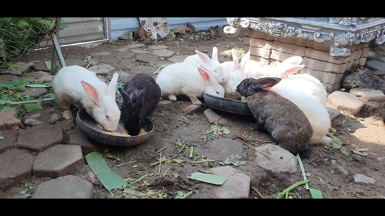 Thỏ ăn thóc...#rabbit #topgamedoithuonguytin