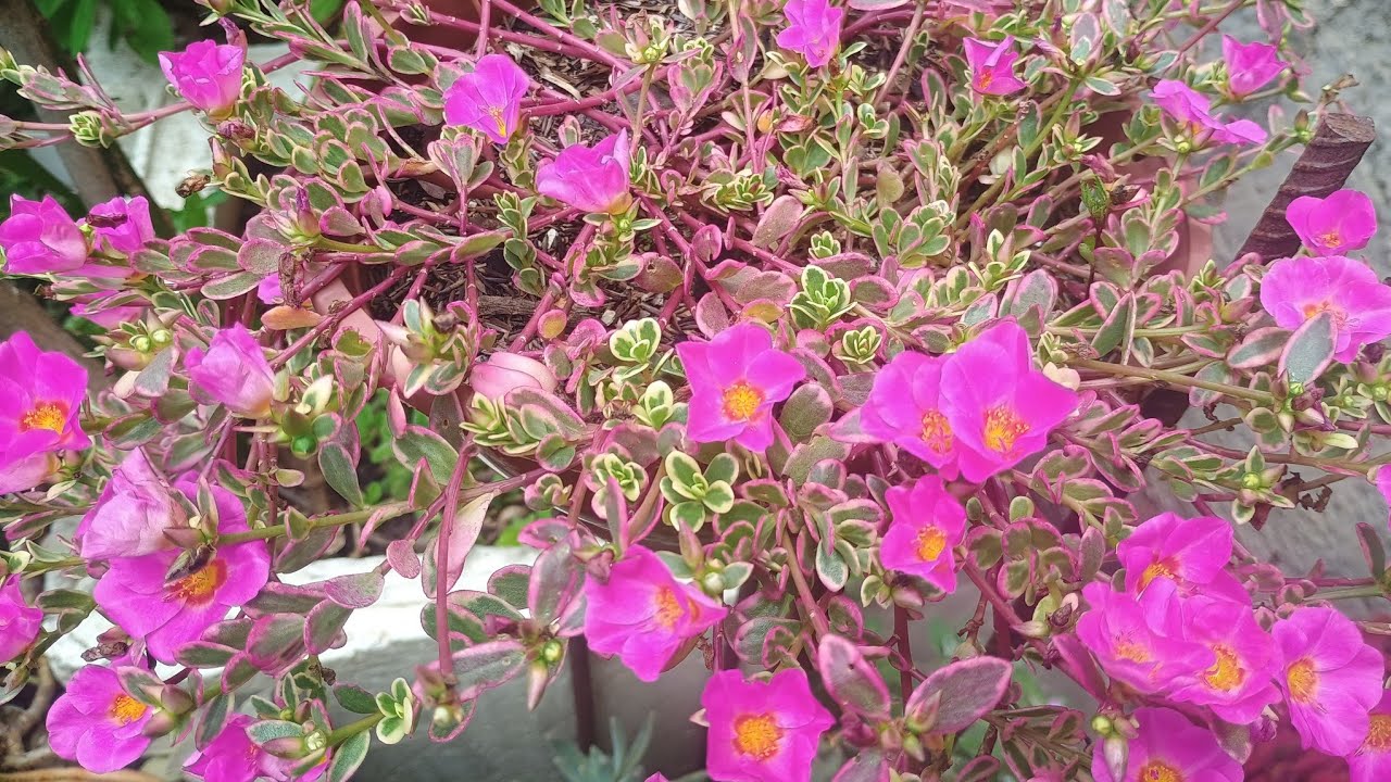 Vamos ver as lindas flores de fevereiro # projeto Vilma Galvão 