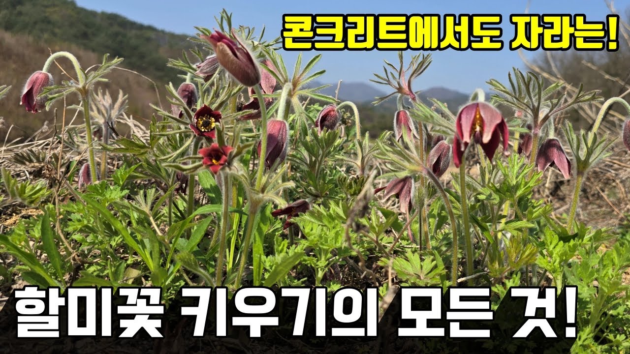 할미꽃 키우기의 모든 것 | 100% 성공하는 채종법. 파종법 |콘크리트에서도 자라는 | 할미꽃에는 꽃잎이 없다!