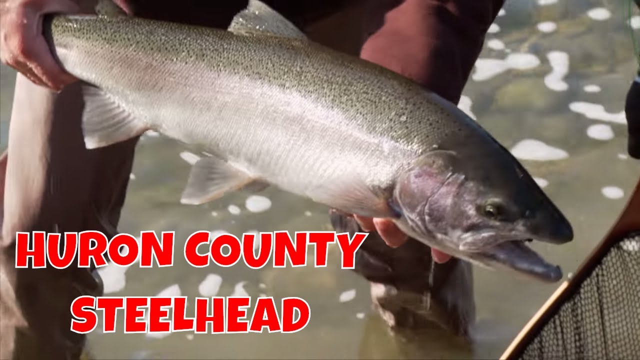 Huron County Steelhead | Ontario