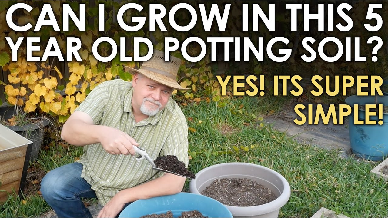 Can I Grow in 5 YEAR OLD Potting Soil? || Black Gumbo