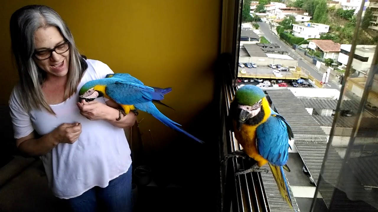 Las guacamayas caraqueñas y sus pichones
