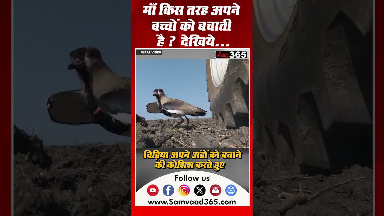 माँ किस तरह अपने बच्चों को बचाती है? देखिये ||SAMVAAD365