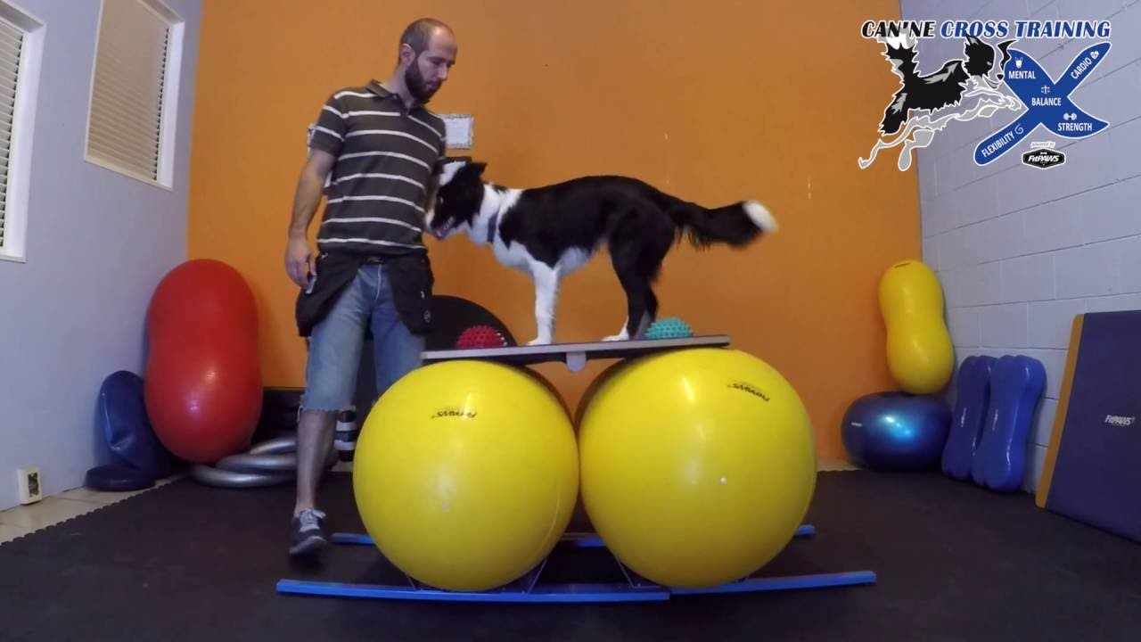 Canine Cross Training - Controllo avanzato della posizione