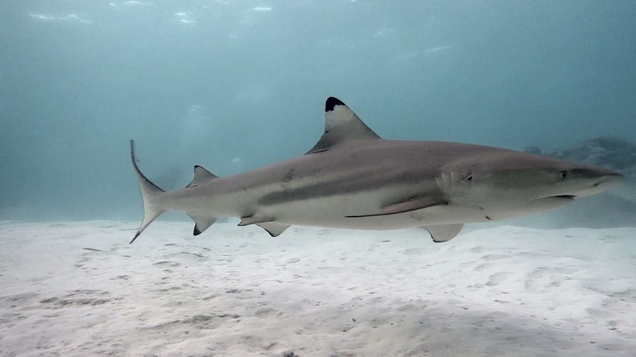 Amba Liveaboard Dive Trip - Maldives Central Atolls - September 2021