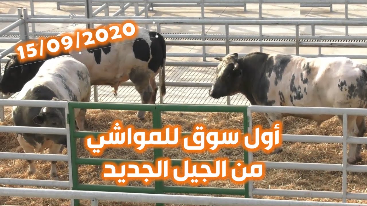 فتح سوق للمواشي من الجيل الجديد بسيدي بنور