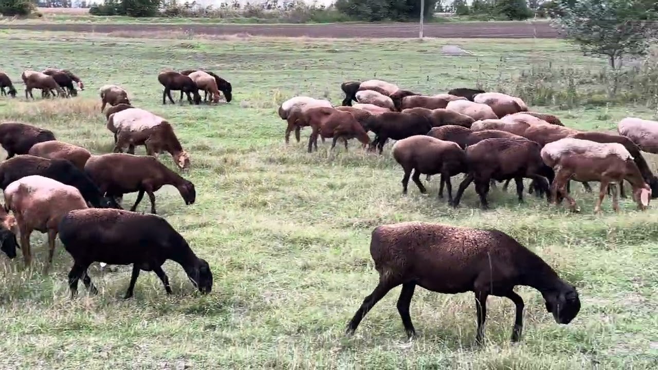 Гиссарские овцы случка с баранами сентябрь месяц
