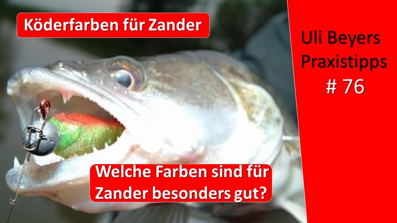 Köderfarben für Zander