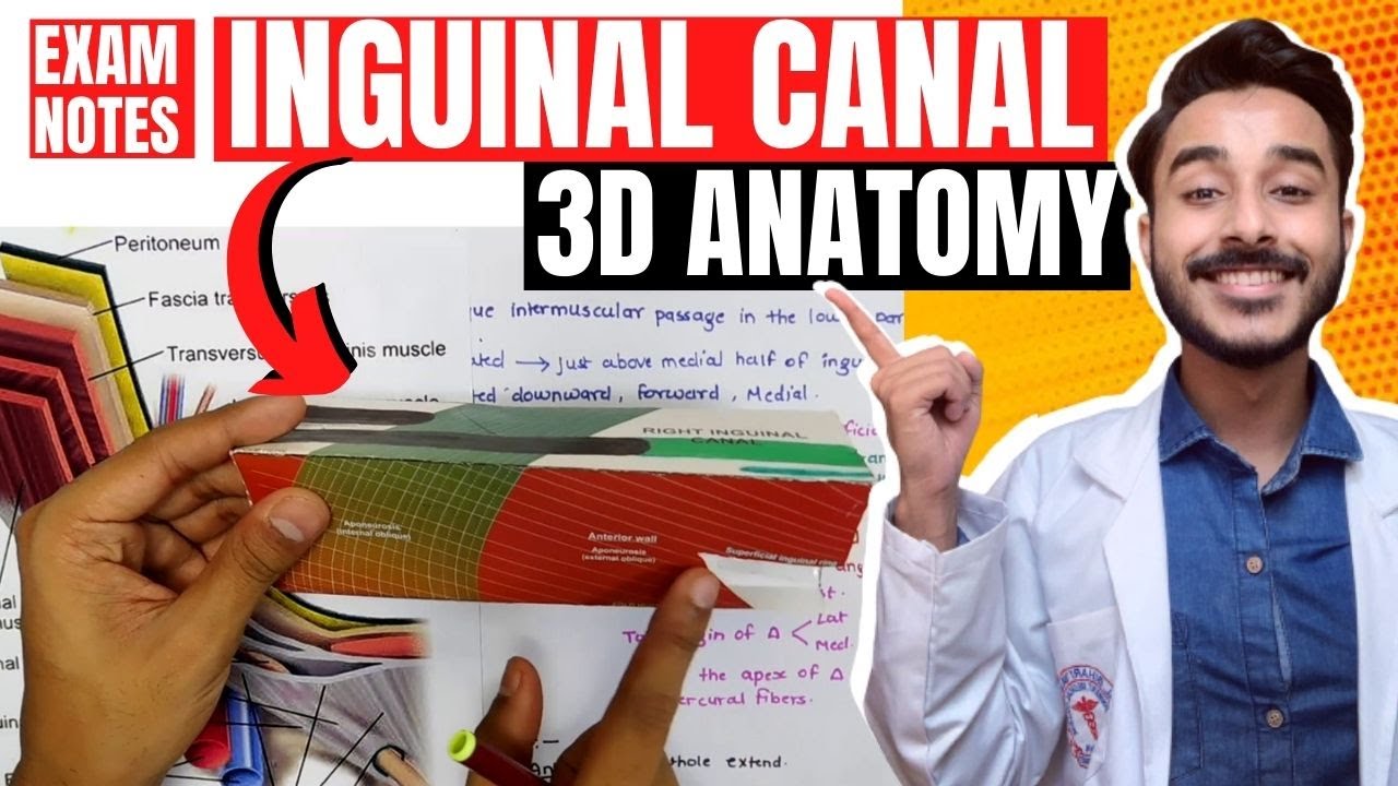 inguinal canal anatomy 3d | anatomy of inguinal canal boundaries | inguinal canal contents anatomy