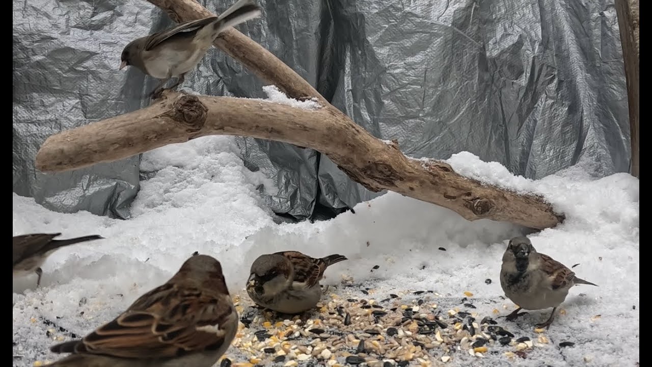 Critter Cam - 12-31-25 More snow with the usual suspects.