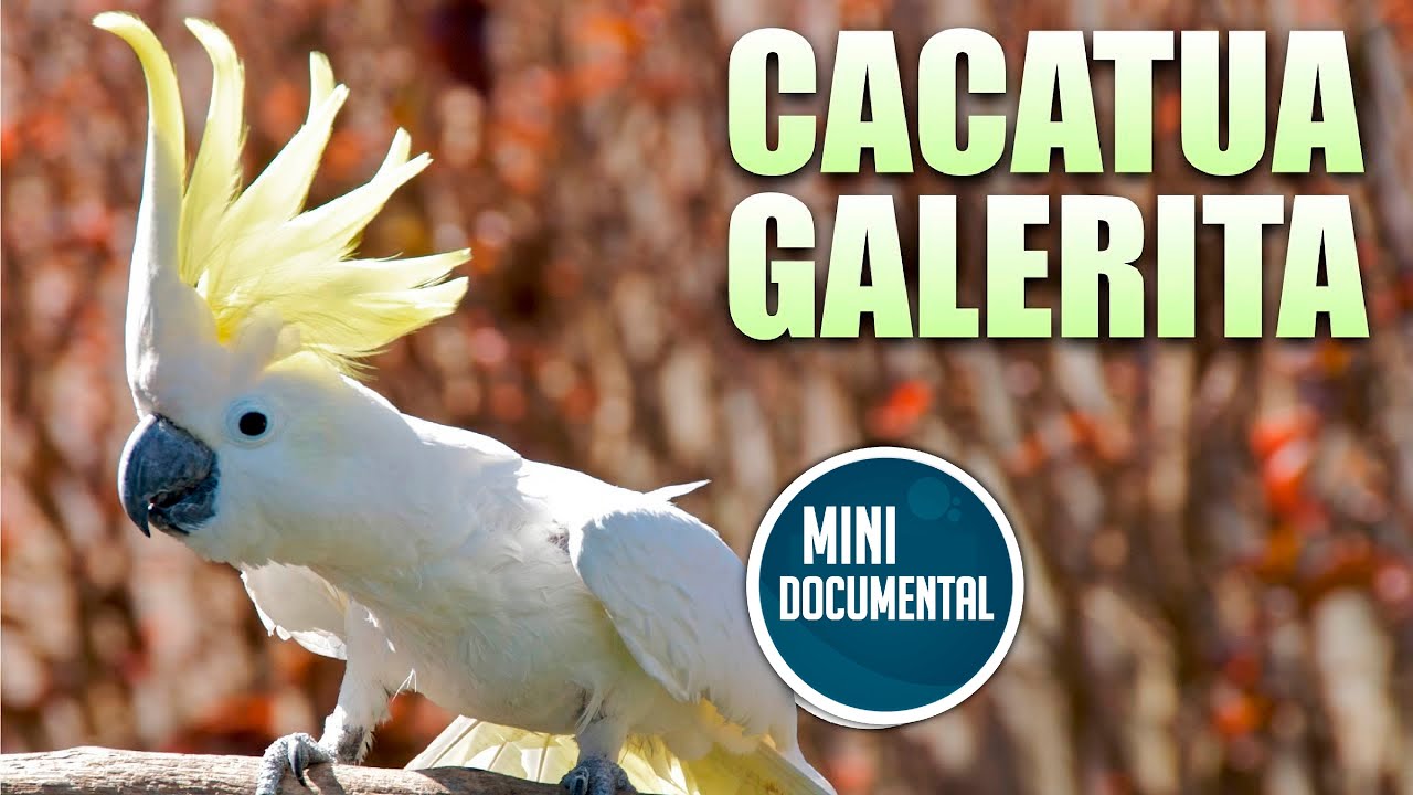 Cacatua galerita (mini documental)