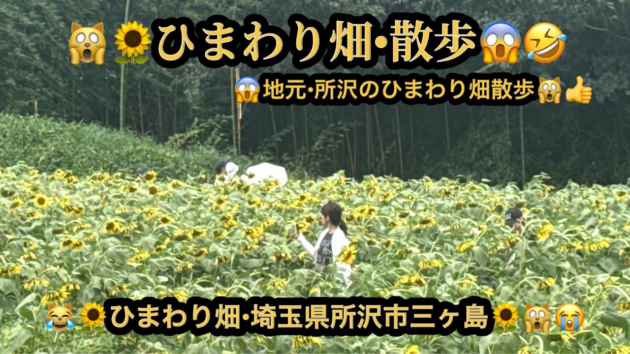 【４ｋ】🙀ひまわり畑・散歩・地元ひまわり畑😱埼玉県所沢市三ヶ島(23m16s)🤣#ヒーリング#Healing #piano #riokazumi #日めくりピアノ語り
